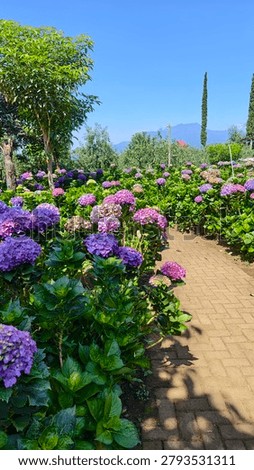 Scenic hydrangea garden with a brick path, blooming purple flowers, a wooden gazebo, and clear blue sky, set against distant green hills.