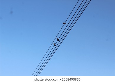 A scenic image of a cable suspended against a clear sky, with birds perched gracefully along its length. The minimalist composition captures the harmony between nature and human infrastructure. - Powered by Shutterstock