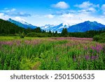 Scenic Juneau Alaska Summer View with Wildflowers