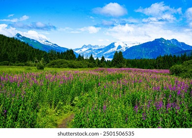 Scenic Juneau Alaska Summer View with Wildflowers