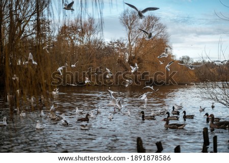Scenic lake view with withered brown vegetation and flying birds and ducks on a clear day. Utterslev Mose in the northern oart of danish capital Copenhagen