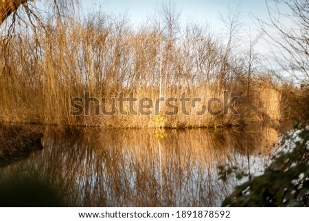 Scenic lake view with withered brown vegetation and birds on a clear day. Utterslev Mose in the northern oart of danish capital Copenhagen