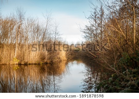 Scenic lake view with withered brown vegetation and birds on a clear day. Utterslev Mose in the northern oart of danish capital Copenhagen