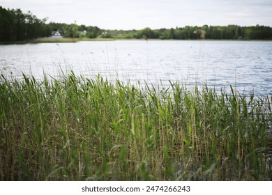 Scenic Lakeside View with Lush Green Reeds and Calm Water on a Cloudy Day - Powered by Shutterstock