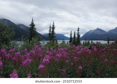 Scenic landscape in Alaska with purple fireweed flowers in foreground, spruce trees and a tranquil lake in the middle ground, and misty mountains in the background under an overcast sky. - Powered by Shutterstock