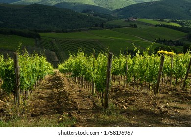 Scenic landscape in Chianti region, Tuscany. Beautiful rows of green vineyards near Panzano in Chianti (Florence). Italy.