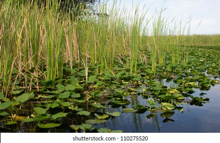 Scenic landscape Florida Everglades
