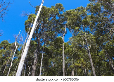 The Jarrah: Western Australia's Majestic State Tree