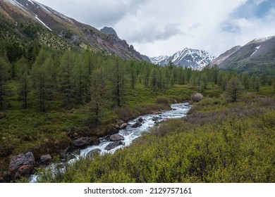 Scenic Landscape With Mountain River And Coniferous Forest In Green Valley Against High Sharp Rocks And Snowy Mountain Range Under Cloudy Sky. Mountain Creek And Snow Mountains At Changeable Weather.