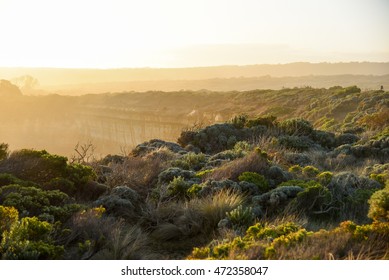 Scenic Landscape With Native Plants And Beautiful Sunlight Near Great Ocean Road, Victoria, Australia