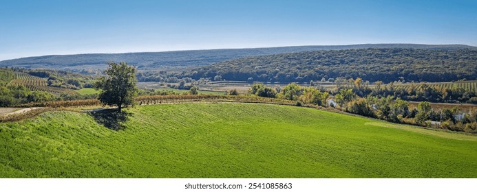 Scenic landscape panorama with rolling green hills, a lone tree, vineyards, and a river. The background features a forested area and distant hills under a clear blue sky. Serene and picturesque scene - Powered by Shutterstock