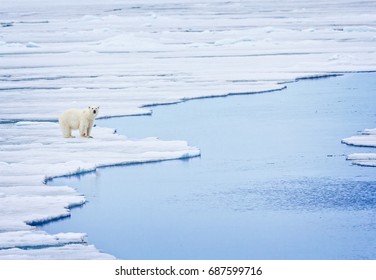 Scenic Landscape Of Polar Bear On Melting Ice Flow