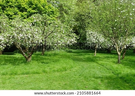 Scenic Landscape View of a Grass Lawn Path through a Beautiful Apple Orchard in a Garden in Spring