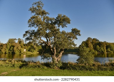 Scenic landscape view of an oak standing on the bank of beautiful lake with a forest in the background displaying autumn colours - Shutterstock ID 2282790431