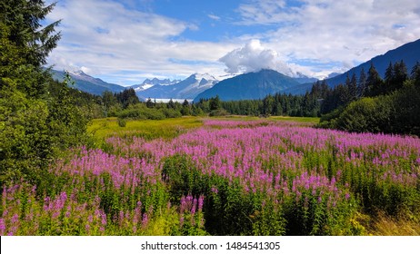 Scenic Location with Fireweed in Alaska