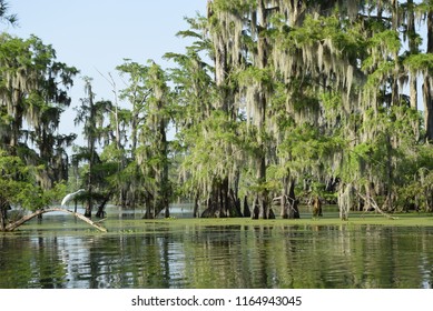 Scenic Louisiana Bayou Stock Photo 1164943045 | Shutterstock