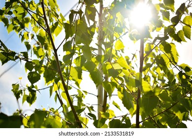 Scenic Low Angle Bottomn View Of Green Birch Tree Leaves In Home Backyard Garden With Backlit Sun Lights Behind Background. Gardening Watering Nature Landscaping Design Concept.