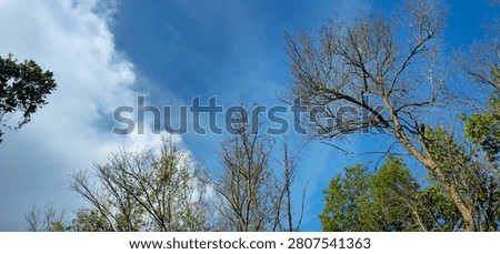 A scenic low angle shot of leafless tree branches contrasting with lush green foliage under a vibrant blue sky with soft white clouds, capturing the transition of nature.