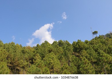Scenic Lush Green Pine Trees Forest and Mountain Landscape
