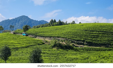 Scenic lush green tea plantation with two colorful jeeps traversing the rolling hills under a bright blue sky. Ideal for nature and adventure themes.

 - Powered by Shutterstock