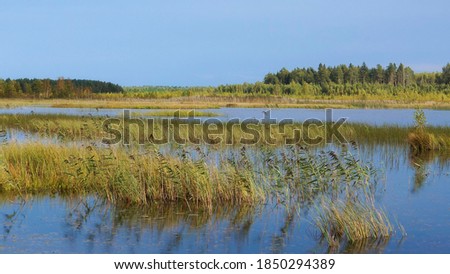 Scenic marshland landscape in the time of Golden Autumn. Small forest lake with swampy banks in Tver region of Russia. Sunny september day
