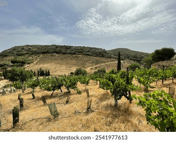 A scenic Mediterranean vineyard stretches across rolling hills under a partly cloudy sky. The lush green vines contrast with the dry, golden terrain, creating a vibrant yet tranquil landscape. - Powered by Shutterstock