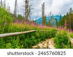 Scenic Mountain Trail in High Tatras Poland with Vibrant Wildflowers