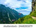 Scenic Mountain Trail in High Tatras Poland with Vibrant Wildflowers