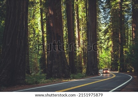 Scenic Northern California Redwood Highway. Road Through the Ancient Forest. Eureka, United States of America.