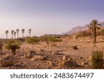 The scenic orange rocks of Ein Gedi national park (part of Judean desert), palm trees and dry bushes on the border between Israel and Palestine during the colorful sunset.
