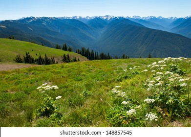 A scenic overlook at Hurricane Ridge in Olympic National Park