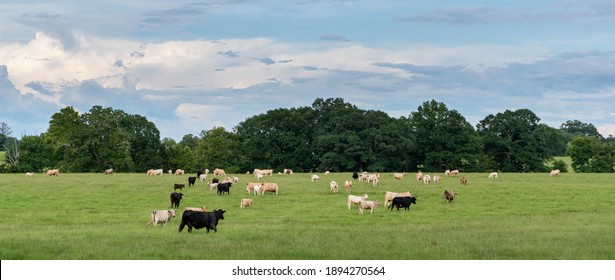 Scenic Panorama Of A Herd Of Crossbred Beef Cattle In A Bermudagrass Pasture With Clouds And Blue Sky..