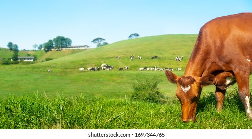 Scenic panoramic view of rural farm with cow in the foreground