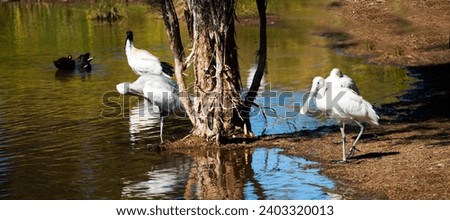 Scenic panoramic view of the wetlands and lake at Dalyellup near Bunbury Western Australia which is home to ducks, coots ,ibis and spoonbills with many other water birds on a fine, hot autumn morning.