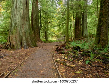 A scenic path curves it way through a rain soaked carpet of ferns and giant moss covered red cedar trees in Cathedral Grove, on Vancouver Island.