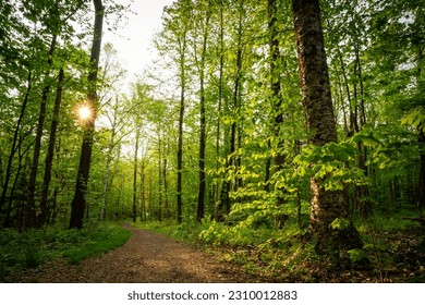 A Scenic path in the Spring in Vermont - Powered by Shutterstock