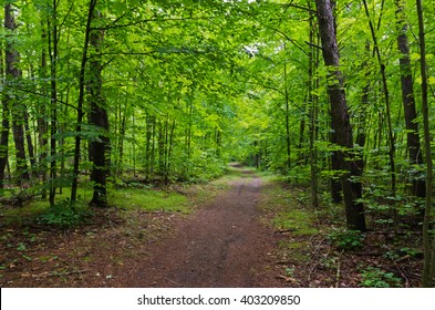 Scenic Path Through Green Forest In Ontario, Canada