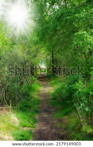Scenic pathway leading to a hidden location in nature in a Danish forest in springtime. Secluded secret path looking like a fairy tale in a forest for adventure and hiking. Empty footpath in a woods