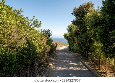 A scenic paved path winds through dense coastal vegetation leading to the vast blue ocean horizon