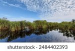 "Scenic peatland swamp forest wetlands of Sebangau National Park, Palangkaraya, Central Kalimantan, showcasing its unique biodiversity and natural beauty."