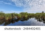 "Scenic peatland swamp forest wetlands of Sebangau National Park, Palangkaraya, Central Kalimantan, showcasing its unique biodiversity and natural beauty."