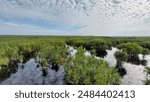 "Scenic peatland swamp forest wetlands of Sebangau National Park, Palangkaraya, Central Kalimantan, showcasing its unique biodiversity and natural beauty."