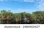 "Scenic peatland swamp forest wetlands of Sebangau National Park, Palangkaraya, Central Kalimantan, showcasing its unique biodiversity and natural beauty."