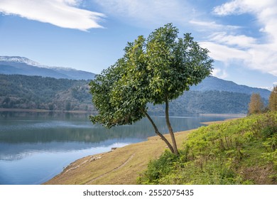 A scenic photograph capturing a lone tree on a grassy slope by a tranquil lake, surrounded by lush green hills and distant snow-capped mountains under a clear blue sky. The peaceful setting showcases  - Powered by Shutterstock