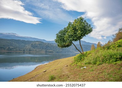 A scenic photograph capturing a lone tree on a grassy slope by a tranquil lake, surrounded by lush green hills and distant snow-capped mountains under a clear blue sky. The peaceful setting showcases  - Powered by Shutterstock