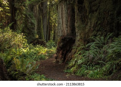 Scenic Redwood Forest Trail Near Crescent City, California United States of America. Ancient Woodland Theme.