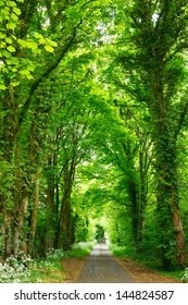 Scenic road through green forest in England