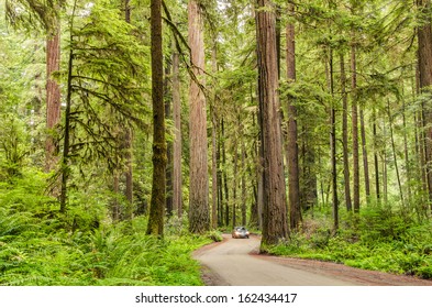 Scenic Road Through A Redwood Forest With A Motion-blurred Car