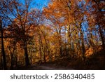 A scenic road with a vibrant canopy of deciduous trees featuring a beautiful display of yellow autumn foliage