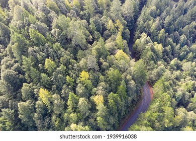 A scenic road winds through coastal Redwood trees, Sequoia sempervirens, in a healthy forest in Mendocino, California. Redwood trees only grow in a very specific climate range.